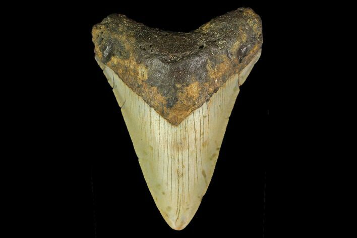 Fossil Megalodon Tooth - North Carolina #131596